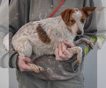 Small Photo #2 Dachshund-Red Heeler Mix Puppy For Sale in Huntley, IL, USA