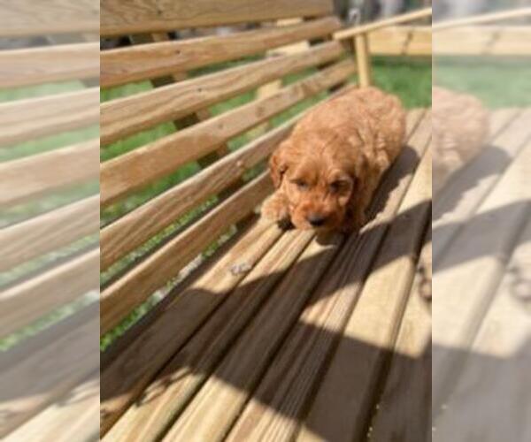 Medium Photo #3 Goldendoodle Puppy For Sale in SPENCER, TN, USA