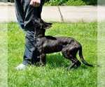 Small Photo #11 Dutch Shepherd Dog Puppy For Sale in CHARLESTON, WV, USA