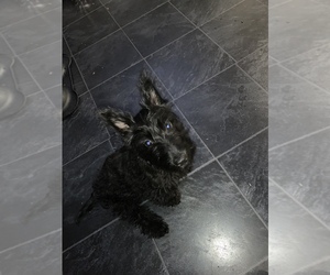 Scottish Terrier Puppy for sale in KELSO, WA, USA