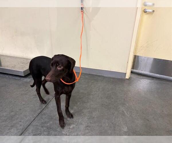 Medium Photo #1 Doberman Pinscher Puppy For Sale in Orange, CA, USA