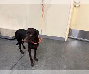 Doberman Pinscher Dogs for adoption in Orange, CA, USA