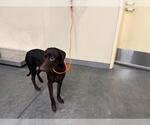 MACARONI - Female Doberman Pinscher Dog for Adoption - Small photo