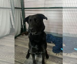 Labrador Retriever-Unknown Mix Dogs for adoption in Calgary, Alberta, Canada
