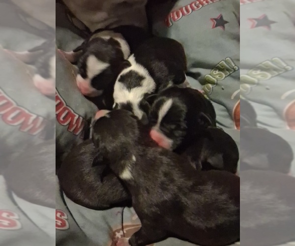 Medium Photo #1 American Pit Bull Terrier Puppy For Sale in Whitecourt, Alberta, Canada