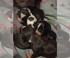 American Pit Bull Terrier Puppy for sale in Whitecourt, Alberta, Canada