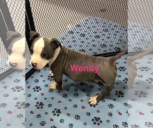 American Pit Bull Terrier-Unknown Mix Dogs for adoption in Jackson Township, NJ, USA