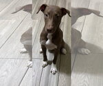 Small #3 Chocolate Labrador retriever-Whippet Mix