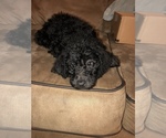 Small Photo #16 Labradoodle-Poodle (Standard) Mix Puppy For Sale in EMMITSBURG, MD, USA