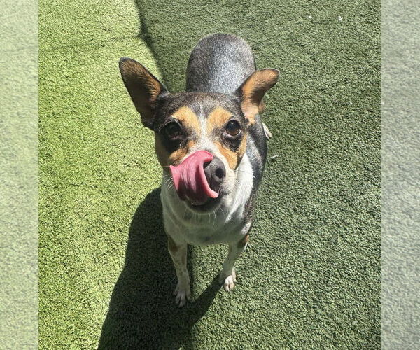 Medium Photo #3 Chihuahua-Unknown Mix Puppy For Sale in Tempe , AZ, USA