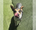 Small #2 Chihuahua Mix