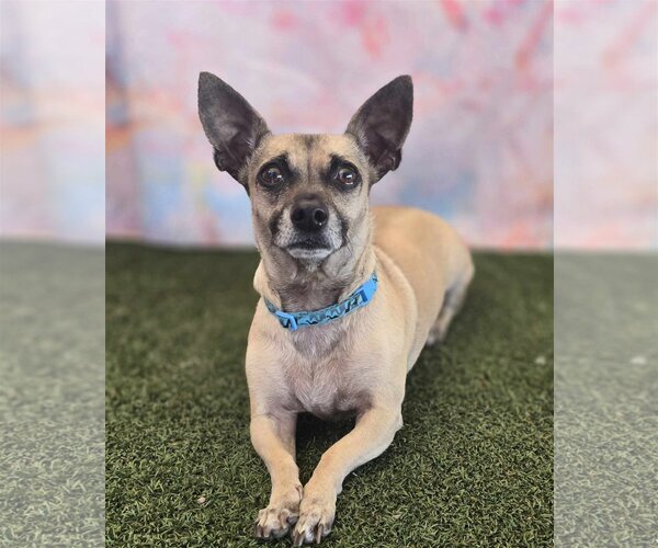 Medium Photo #1 Chiweenie Puppy For Sale in Phoenix, AZ, USA