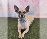 Small Photo #1 Chiweenie Puppy For Sale in Phoenix, AZ, USA