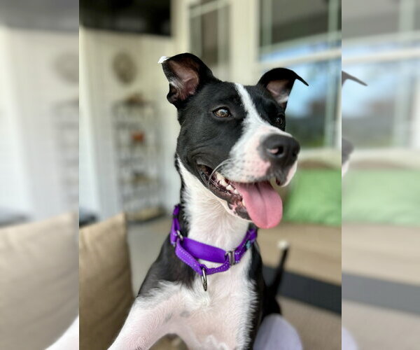 Medium Photo #3 Boxer-Unknown Mix Puppy For Sale in Mooresville, NC, USA