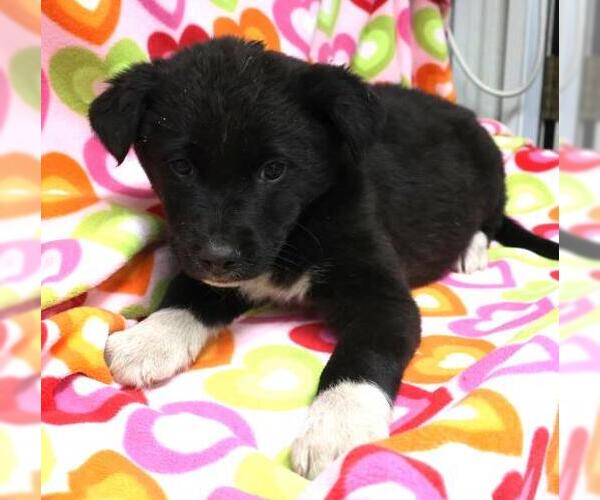 Medium Photo #1 Mutt Puppy For Sale in Thief River Falls, MN, USA