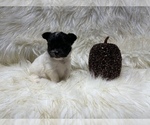 Small Photo #36 Shiranian Puppy For Sale in HAYWARD, CA, USA