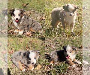 Miniature Australian Shepherd Puppy for sale in BROOKER, FL, USA