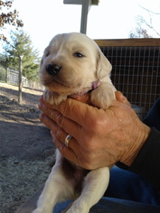 Goldendoodle Puppy for sale in HONEA PATH, SC, USA