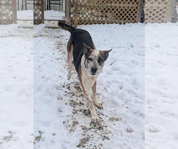 Medium Photo #5 Mutt Puppy For Sale in Garden City, NY, USA