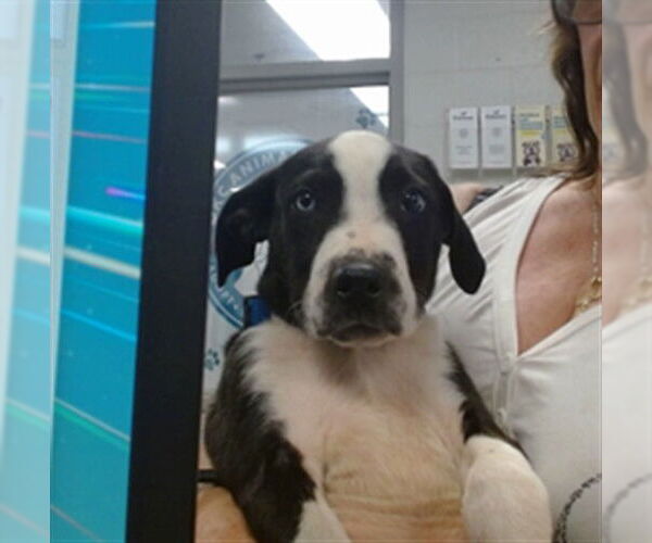 Medium Photo #1 American Pit Bull Terrier Puppy For Sale in Oklahoma City, OK, USA