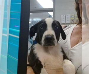 American Pit Bull Terrier Dogs for adoption in Oklahoma City, OK, USA