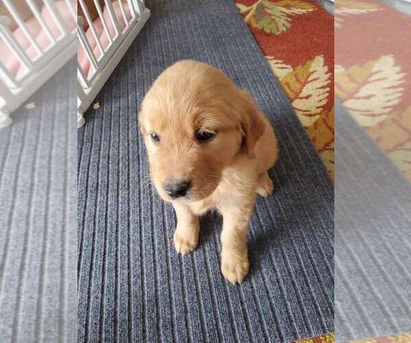 Medium Photo #2 Golden Retriever Puppy For Sale in MERIDIAN, ID, USA