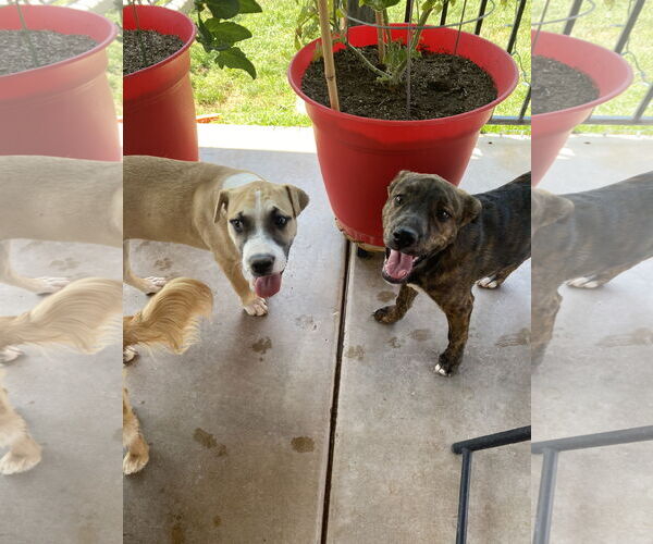 Medium Photo #11 American Pit Bull Terrier-Golden Retriever Mix Puppy For Sale in Peoria, AZ, USA