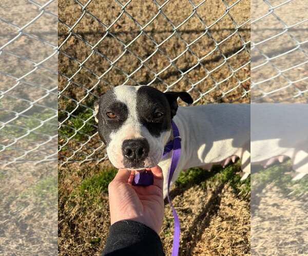 Medium Photo #1 Mutt Puppy For Sale in Shelburne, VT, USA