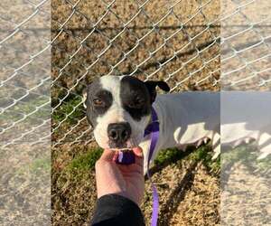 Mutt Dogs for adoption in Shelburne, VT, USA