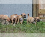 Small Photo #9 American Pit Bull Terrier Puppy For Sale in NAPLES, FL, USA