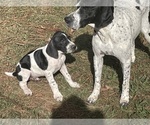 Small Photo #6 German Shorthaired Pointer Puppy For Sale in SANFORD, NC, USA