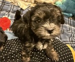 Puppy Puppy 1 Shorkie Tzu