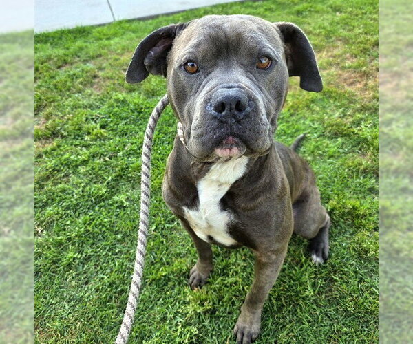 Medium Photo #1 Mutt Puppy For Sale in Long Beach, CA, USA