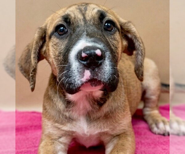Medium Photo #2 Mutt Puppy For Sale in Canton, CT, USA