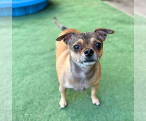 Boxer-Unknown Mix Dogs for adoption in phoenix, AZ, USA