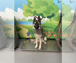 Huskies -Unknown Mix Dogs for adoption in Waco, TX, USA