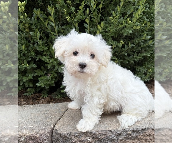 Medium Photo #5 Maltese Puppy For Sale in MIDDLEBURY, IN, USA