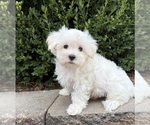Fritz - Male Maltese Puppy for Sale - Photo #5
