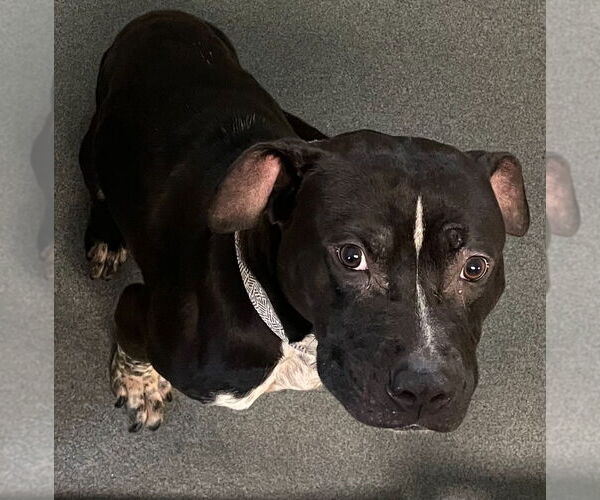 Medium Photo #1 American Pit Bull Terrier-Unknown Mix Puppy For Sale in Glen Allen, VA, USA
