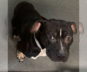 American Pit Bull Terrier-Unknown Mix Dogs for adoption in Glen Allen, VA, USA