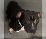 Small American Pit Bull Terrier Mix