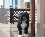 Small Photo #4 Bernedoodle Puppy For Sale in CHRISTIANA, PA, USA
