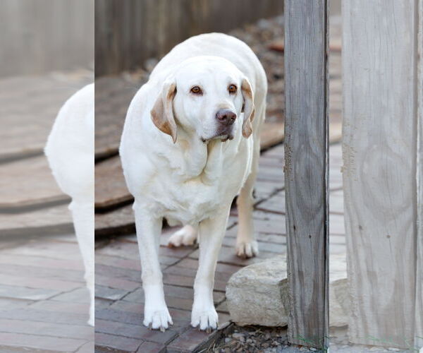 Medium Photo #7 Mutt Puppy For Sale in McKinney, TX, USA