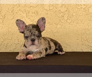 French Bulldog Puppy for sale in MORENO VALLEY, CA, USA