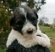 Small Photo #6 Pyredoodle Puppy For Sale in NASHVILLE, TN, USA