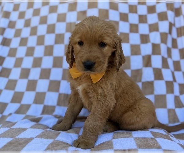 Medium Photo #3 Golden Retriever Puppy For Sale in LAKELAND, FL, USA