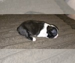 Small #4 Boston Terrier