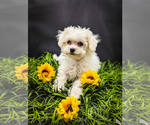 Small Photo #2 Poochon Puppy For Sale in KNOXVILLE, TN, USA