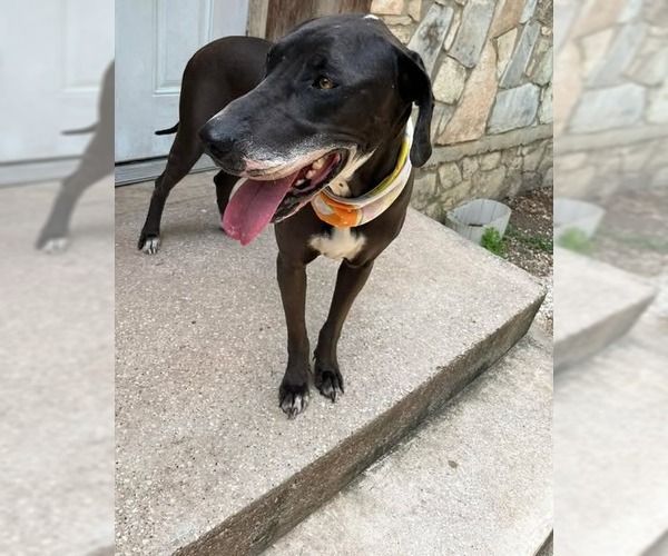 Medium Photo #4 Great Dane-Labrador Retriever Mix Puppy For Sale in Bullard, TX, USA