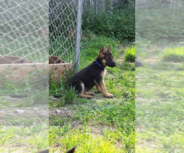 Medium Photo #1 German Shepherd Dog Puppy For Sale in MONROE, WA, USA